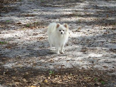Razzle Dazzle AKC Beauty-STUD ONLY